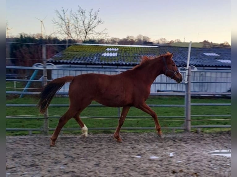 Westphalian Mare 2 years Chestnut-Red in Borchen