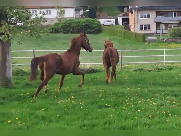 Westphalian Mare 2 years Chestnut-Red in Borchen