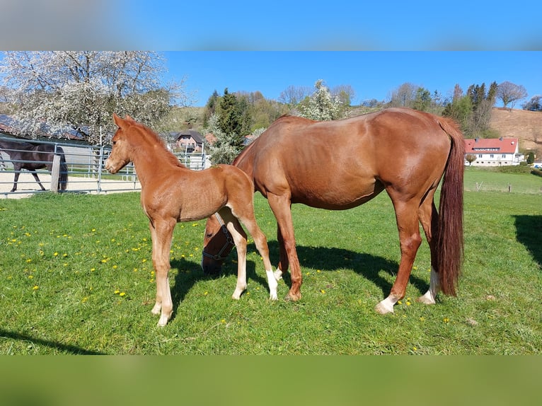 Westphalian Mare 2 years Chestnut-Red in Borchen