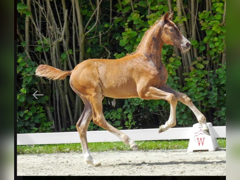 Westphalian Mare 2 years Chestnut-Red in Borchen