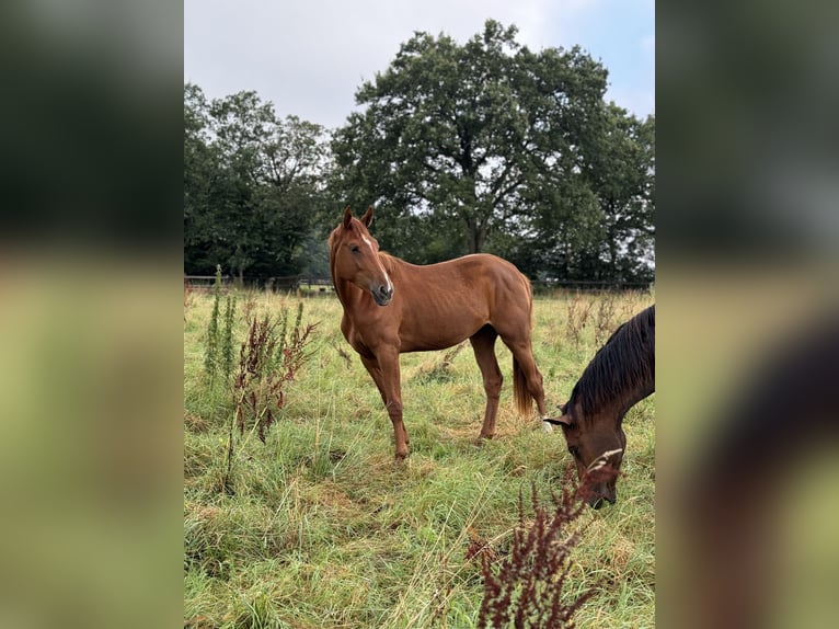 Westphalian Mare 2 years Chestnut-Red in Weilerswist