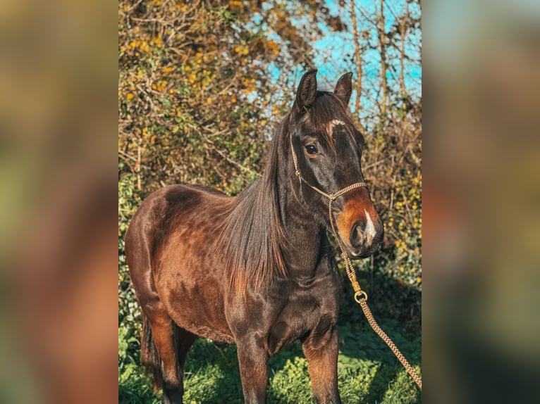 Westphalian Mare 2 years  in Volesvres
