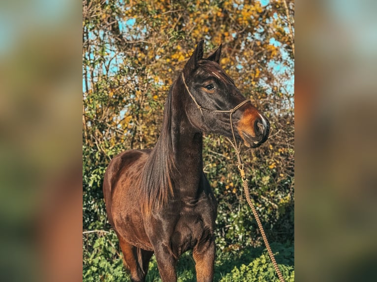 Westphalian Mare 2 years  in Volesvres