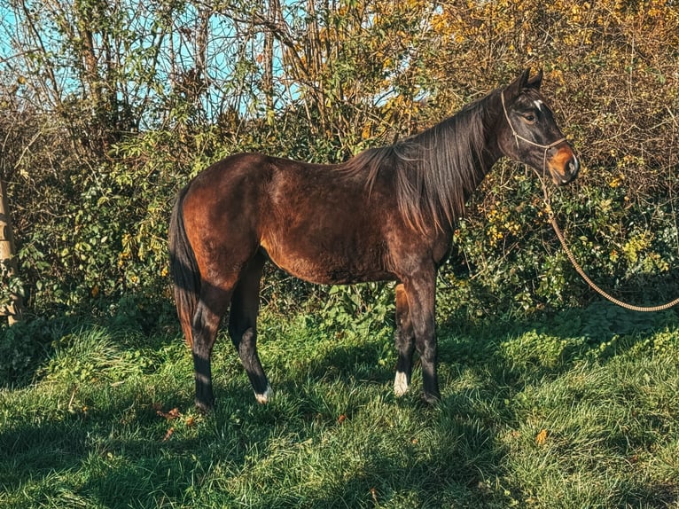 Westphalian Mare 2 years  in Volesvres