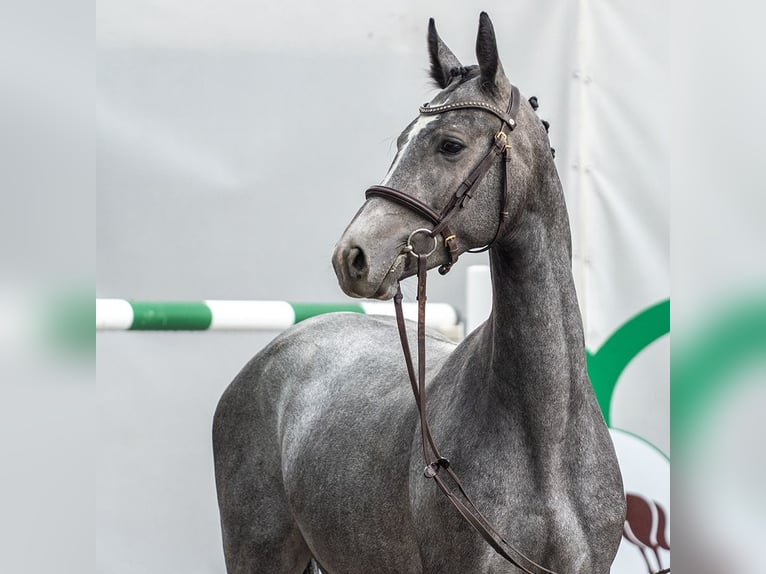 Westphalian Mare 2 years Grey in Mnster-Handorf