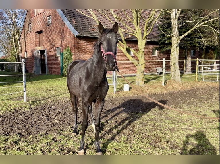 Westphalian Mare 2 years Smoky-Black in Rhede