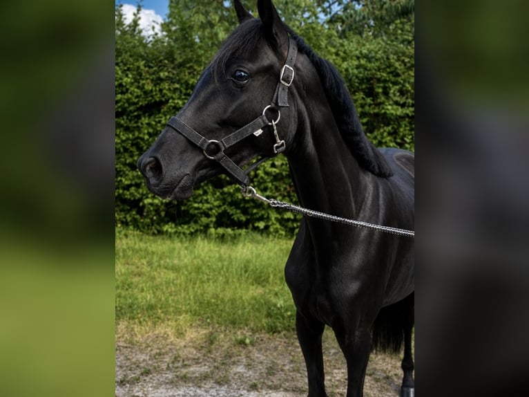 Westphalian Mare 3 years 13.1 hh Black in Hamburg-Neuengamme