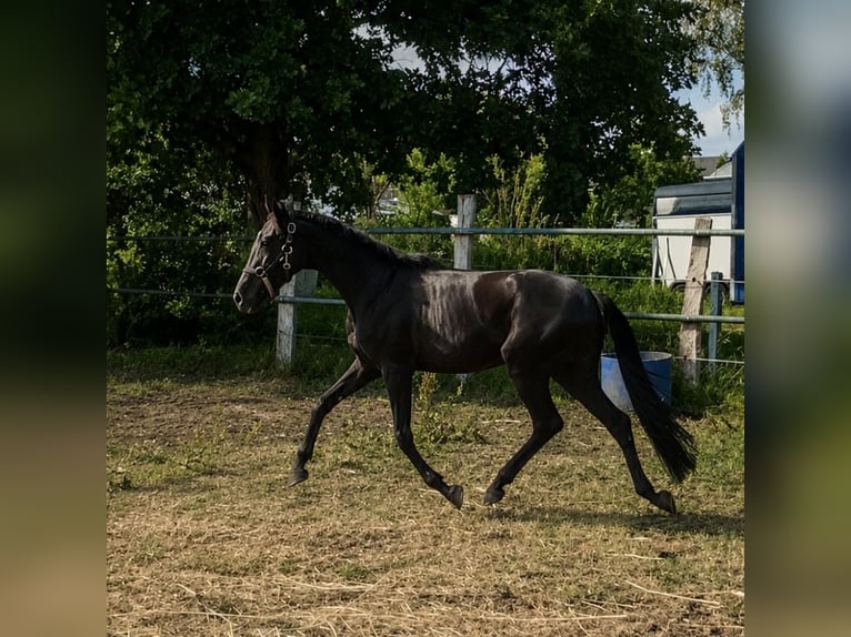 Westphalian Mare 3 years 13.1 hh Black in Hamburg-Neuengamme