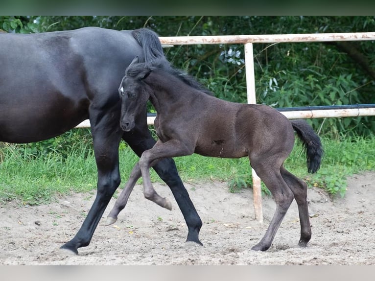 Westphalian Mare 3 years 13.1 hh Black in Hamburg-Neuengamme