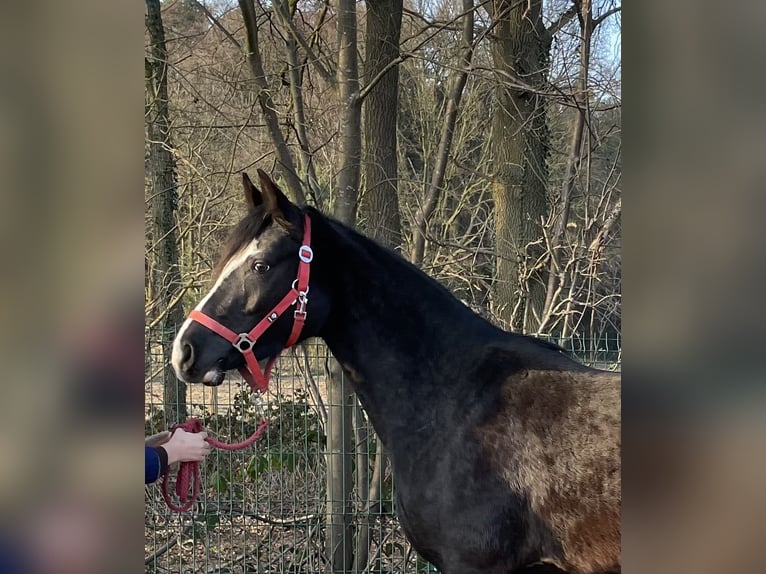 Westphalian Mare 3 years 15,1 hh Black in Verl