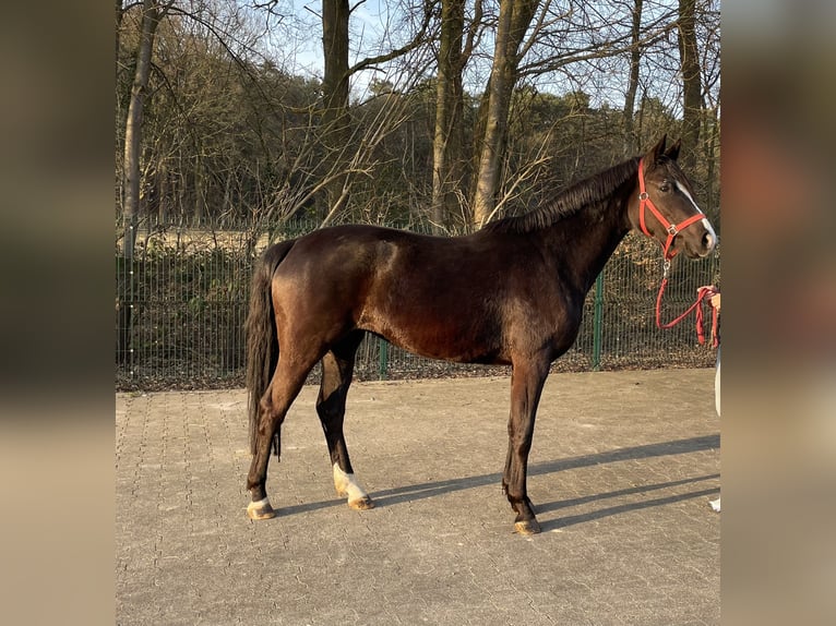 Westphalian Mare 3 years 15,1 hh Black in Verl