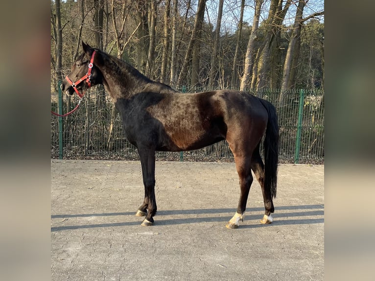 Westphalian Mare 3 years 15,1 hh Black in Verl