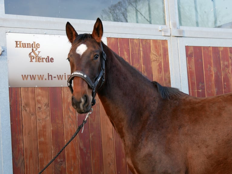 Westphalian Mare 3 years 15,1 hh Brown in Dorsten