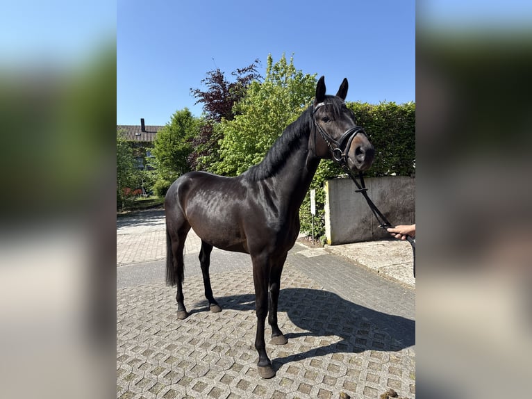Westphalian Mare 3 years 15.2 hh Black in Bad Lippspringe