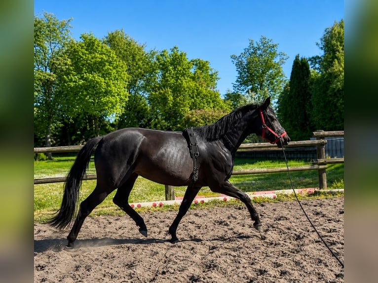 Westphalian Mare 3 years 15.2 hh Black in Bad Lippspringe