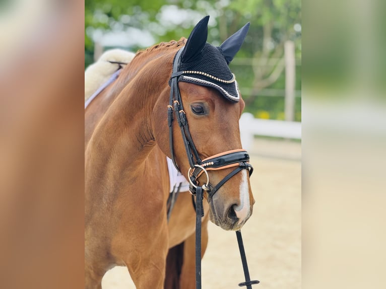 Westphalian Mare 3 years 15.2 hh Chestnut-Red in Hülben