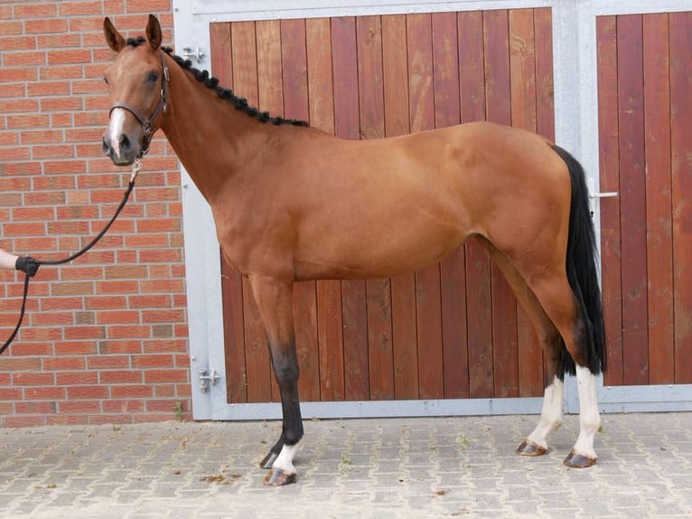 Westphalian Mare 3 years 15,2 hh in Dorsten