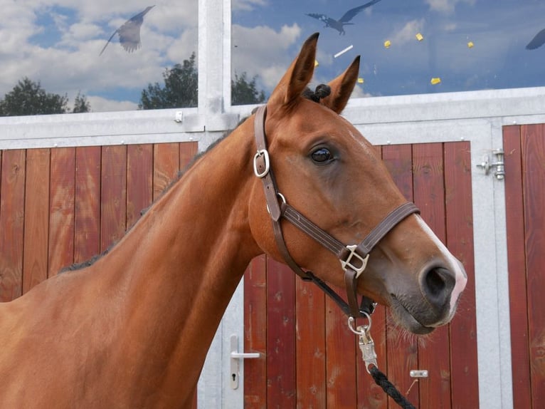 Westphalian Mare 3 years 15,2 hh in Dorsten