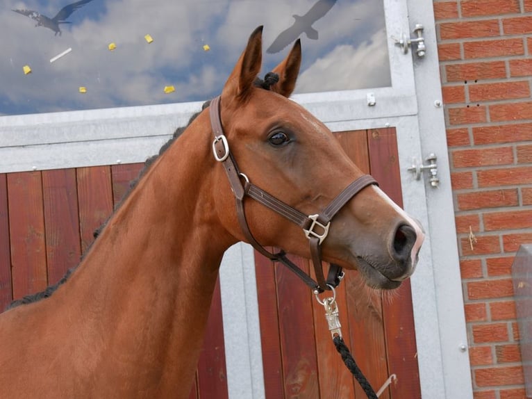 Westphalian Mare 3 years 15,2 hh in Dorsten