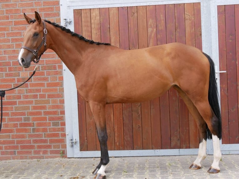 Westphalian Mare 3 years 15,2 hh in Dorsten