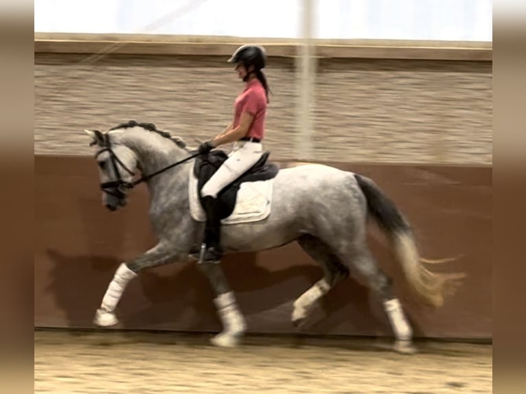 Westphalian Mare 3 years 15,2 hh Gray in Wehringen