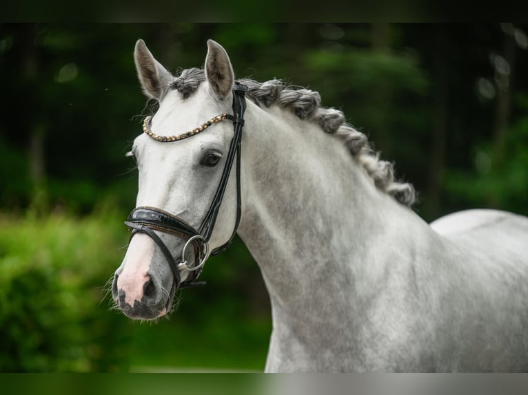 Westphalian Mare 3 years 15,2 hh Gray in Wehringen