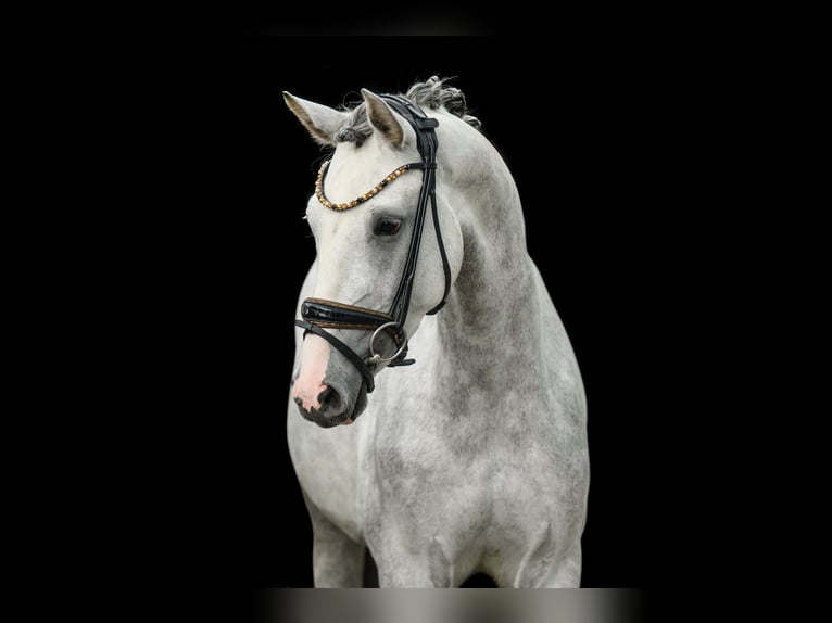 Westphalian Mare 3 years 15,2 hh Gray in Wehringen