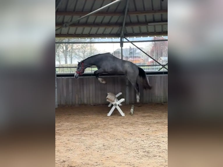 Westphalian Mare 3 years 15.2 hh Grey in Hünxe