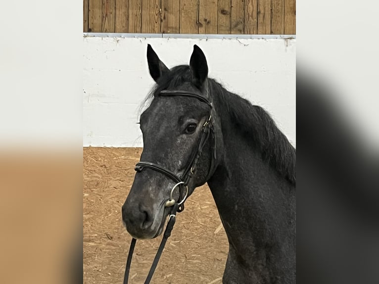 Westphalian, Mare, 3 years, 15.2 hh, Grey