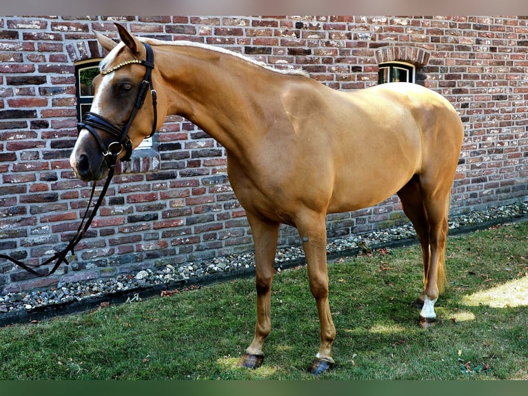 Westphalian Mare 3 years 15.2 hh Palomino in Wesel