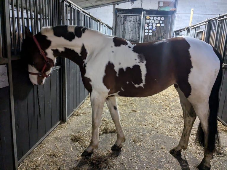 Westphalian Mix Mare 3 years 15,2 hh Pinto in Felde