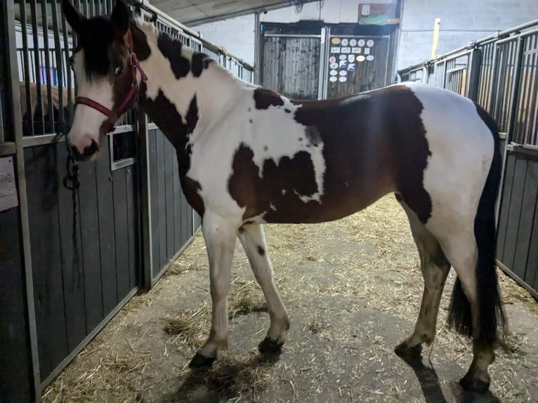 Westphalian Mix Mare 3 years 15,2 hh Pinto in Felde