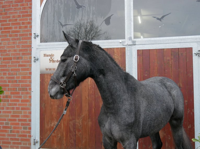 Westphalian Mare 3 years 15,2 hh in Dorsten