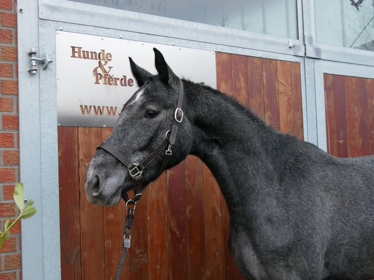 Westphalian Mare 3 years 15,2 hh in Dorsten