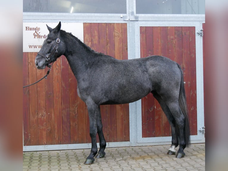 Westphalian Mare 3 years 15,2 hh in Dorsten