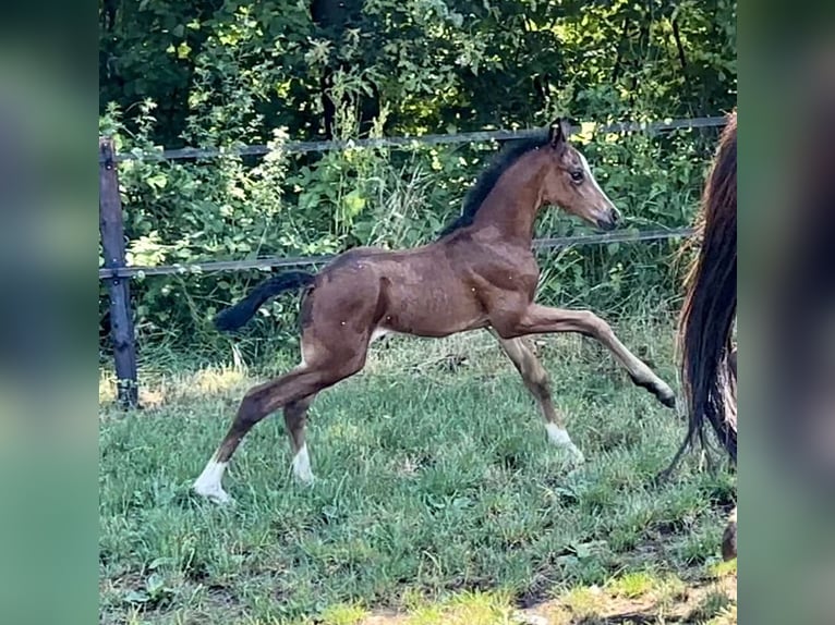 Westphalian Mare 3 years 15.2 hh Smoky-Black in Münster