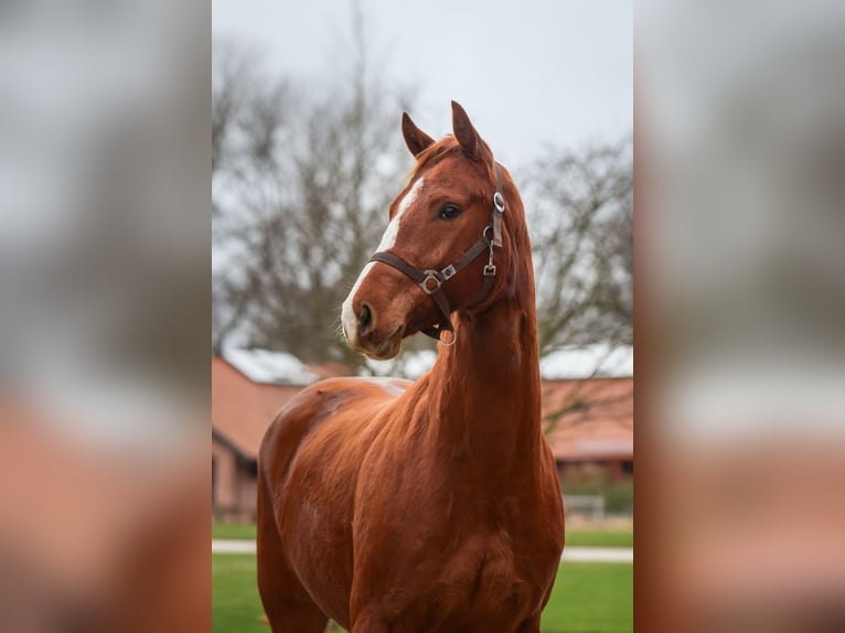 Westphalian Mare 3 years 15.3 hh Chestnut-Red in Grebin