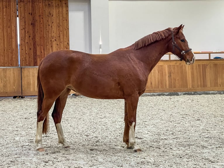 Westphalian Mare 3 years 15.3 hh Chestnut-Red in Grebin