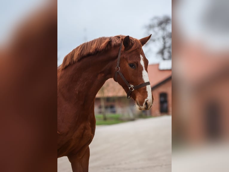 Westphalian Mare 3 years 15.3 hh Chestnut-Red in Grebin
