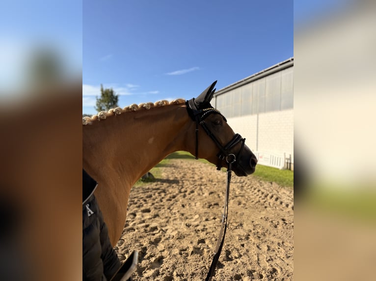 Westphalian Mare 3 years 15.3 hh Palomino in Wesel