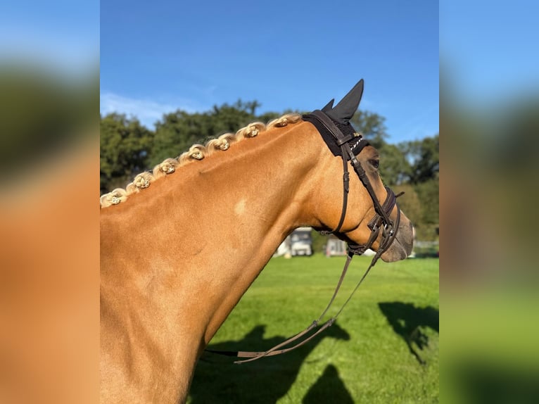 Westphalian Mare 3 years 15.3 hh Palomino in Wesel