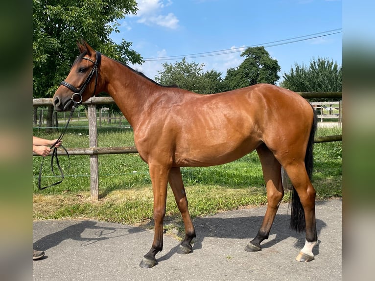 Westphalian Mare 3 years 15,1 hh Brown in Hochfelden