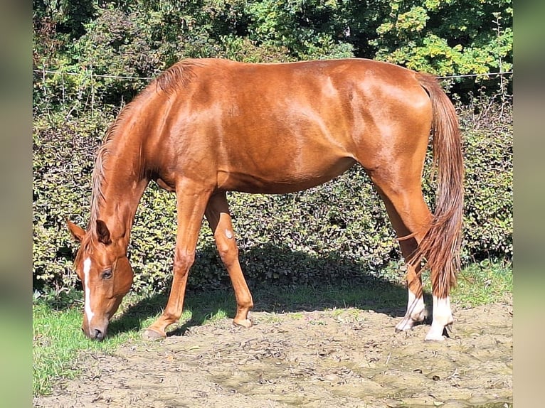Westphalian Mare 3 years 15,1 hh Chestnut-Red in Kamen