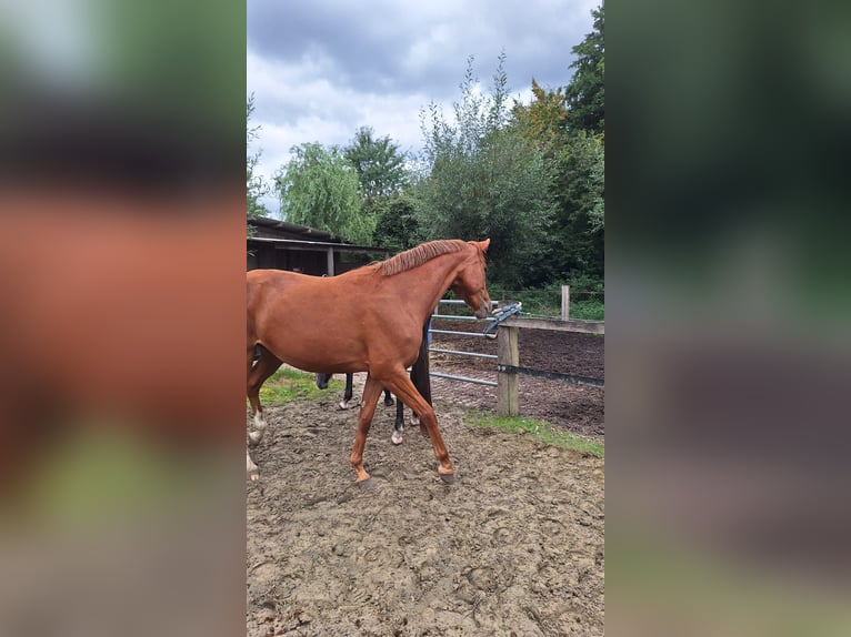 Westphalian Mare 3 years 15,1 hh Chestnut-Red in Kamen