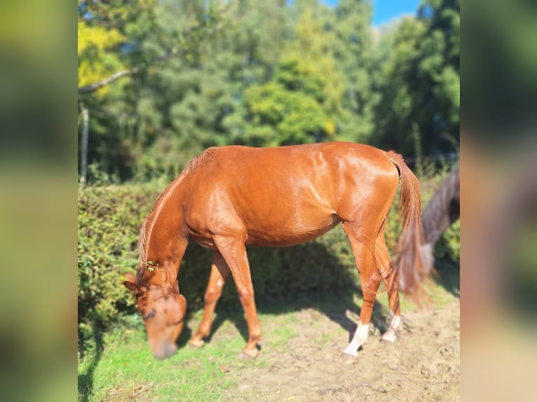 Westphalian Mare 3 years 15,1 hh Chestnut-Red in Kamen