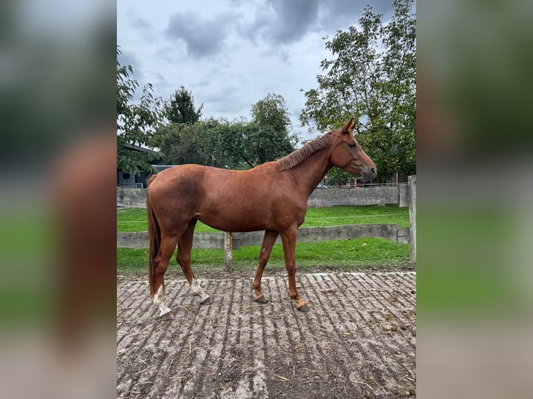 Westphalian Mare 3 years 15,1 hh Chestnut-Red in Kamen