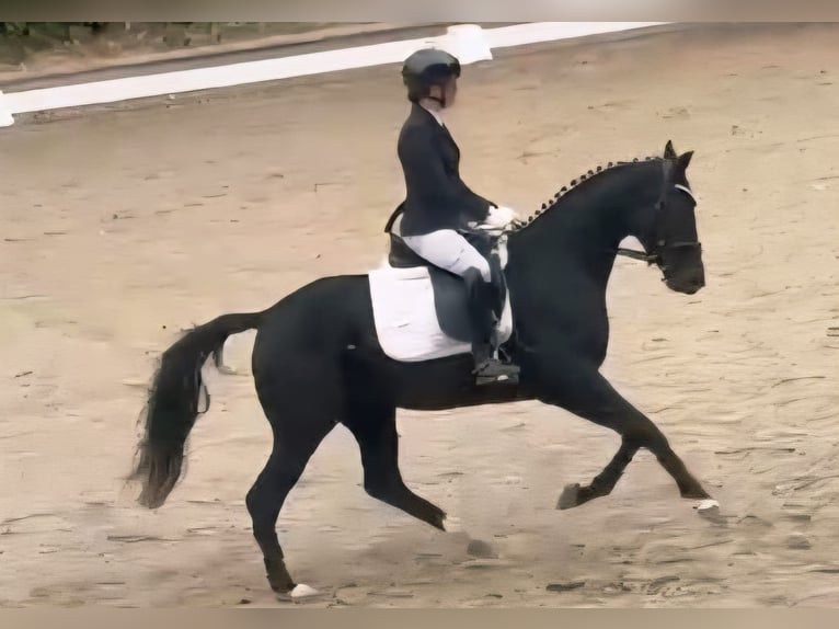 Westphalian Mare 3 years 15,2 hh Black in Ruppichteroth