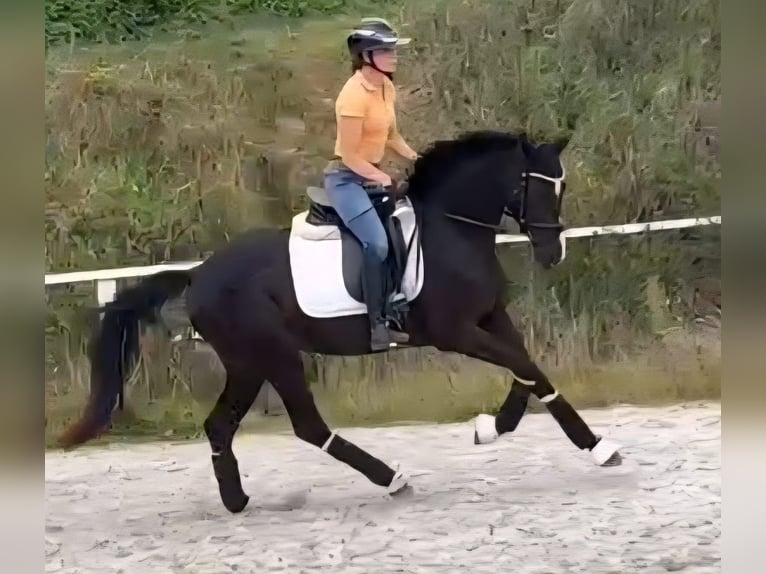 Westphalian Mare 3 years 15,2 hh Black in Ruppichteroth