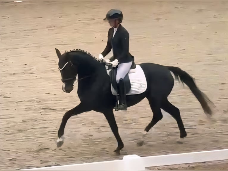 Westphalian Mare 3 years 15,2 hh Black in Ruppichteroth