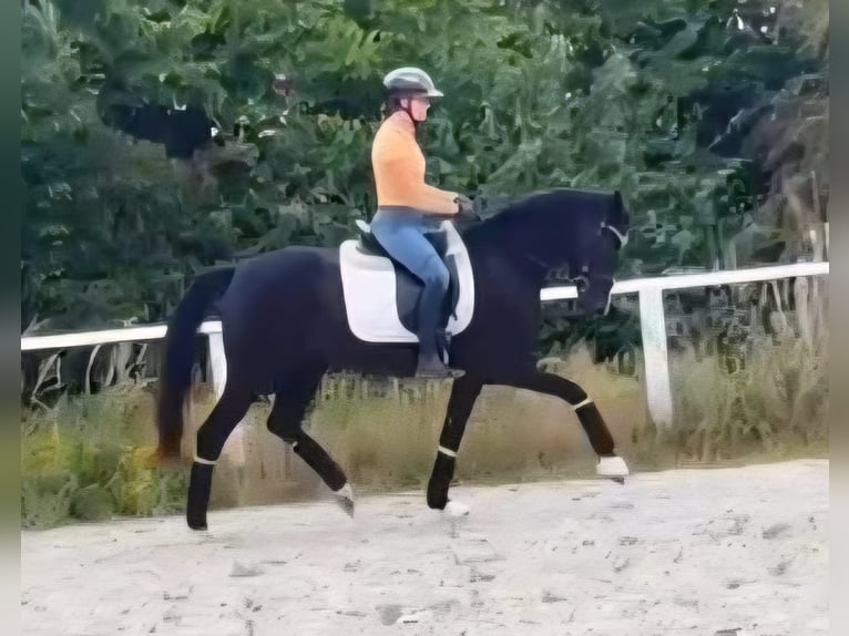 Westphalian Mare 3 years 15,2 hh Black in Ruppichteroth